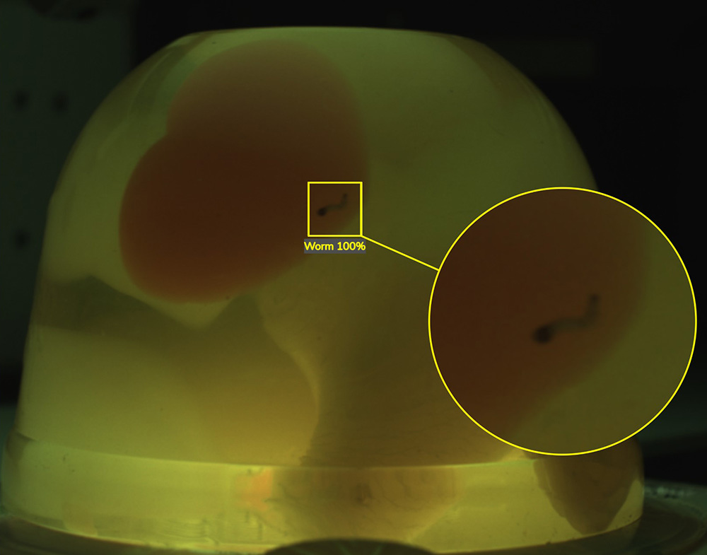 Contamination inspection of jelly using PEKAT VISION deep-learning software